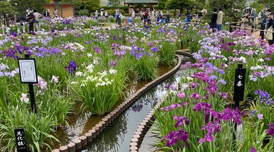 🌸 호리키리 붓꽃 정원(호리키리 쇼부엔) 이미지 2